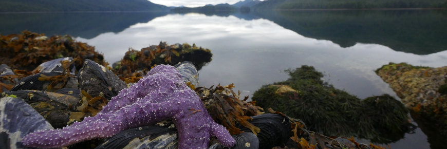 A bay surrounded by mountains with a purple sea star and kelp in the foreground.