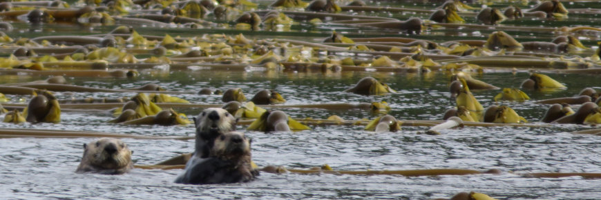 Sea otters on the water surface looking towards the camera.