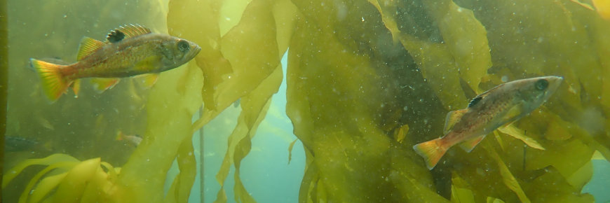 Two fish seen against a backdrop of kelp.