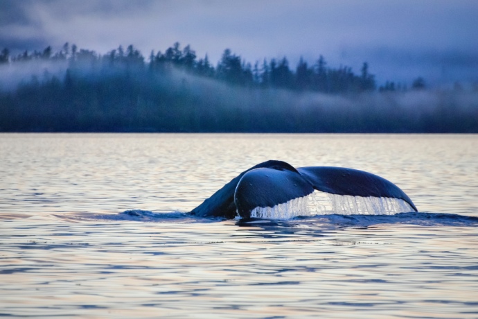 La queue d’une grande baleine émerge de l’eau.