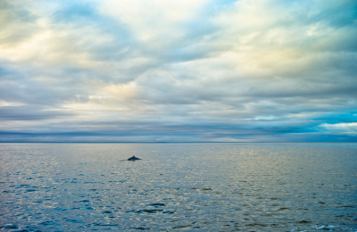 Le dos d’une seule baleine qui nage au loin sous un ciel spectaculaire.