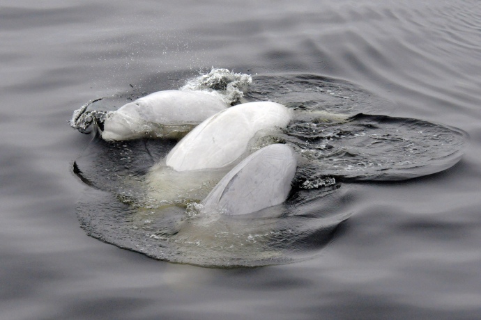 On peut voir le dos de plusieurs baleines blanches se déplacer dans l’eau bleu foncé.