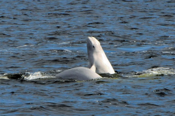 Deux baleines blancs nagent. L’un d’entre eux nage verticalement.