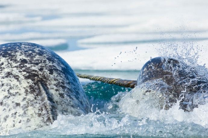 Gros plan sur le dos de deux narvals nageant dans des eaux glacées.