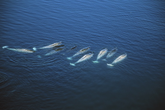 Vue aérienne d’un groupe de narvals nageant dans une eau bleu foncé.