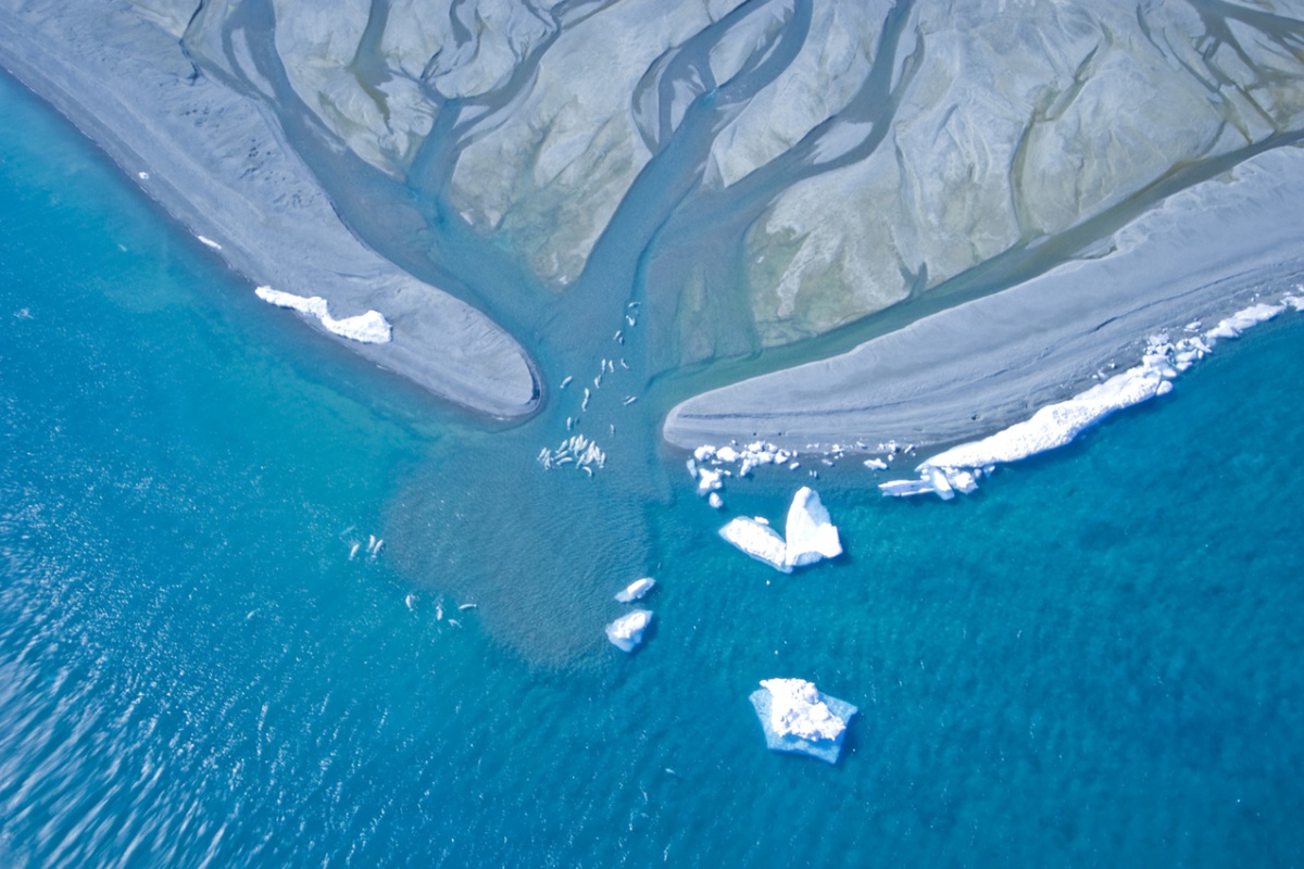 Une vue aérienne de baleines nageant à l’embouchure d’un estuaire arctique.