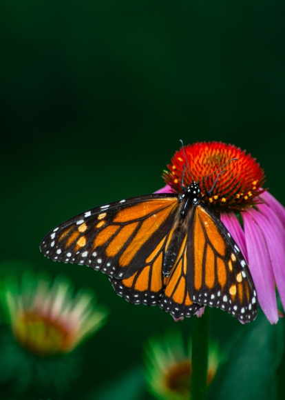 Gros plan sur un papillon orange et noir se reposant sur une fleur violette et rouge.