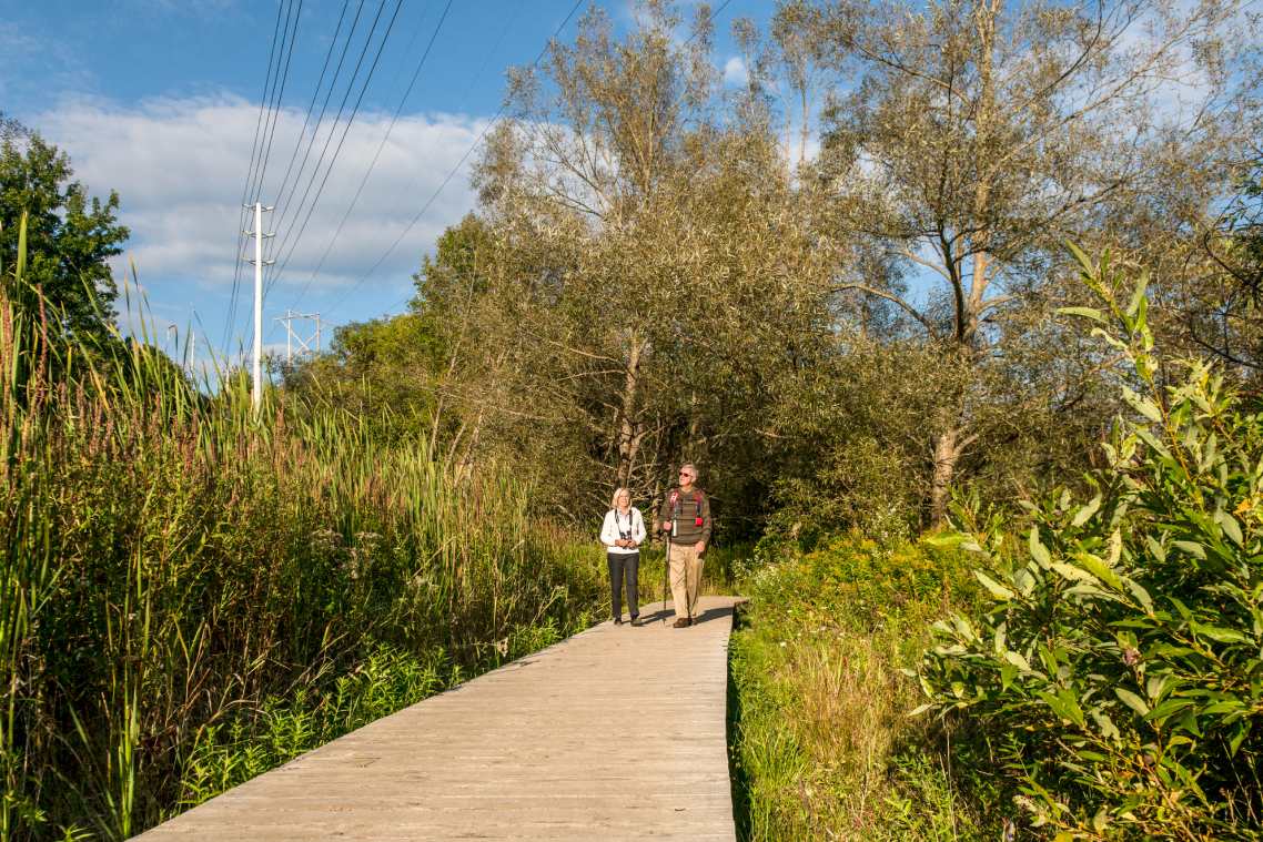 Two people walk on a wooden boardwalk in a forested area. A power line stretches above them.
