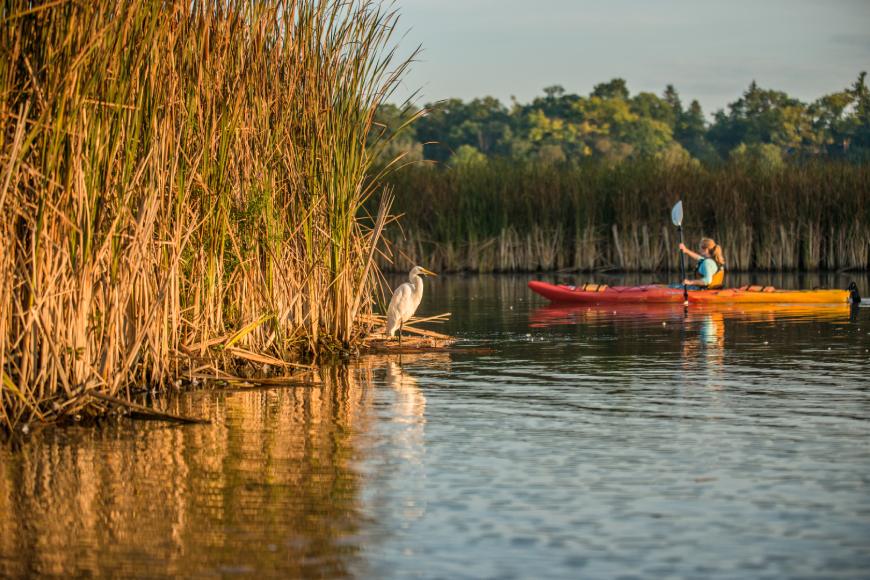 Une personne dans un kayak orange pagaie sur l’eau au milieu de zones humides, sous le regard d’un héron.