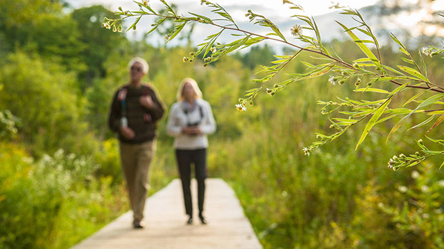 Two adults walk along a board walk through green foliage and shrubs. A flowering branch extends across the foreground.