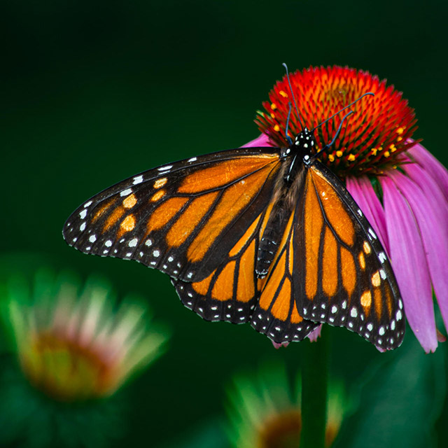 A close up of a monarch butterfly sitting on a vibrant cone flower.