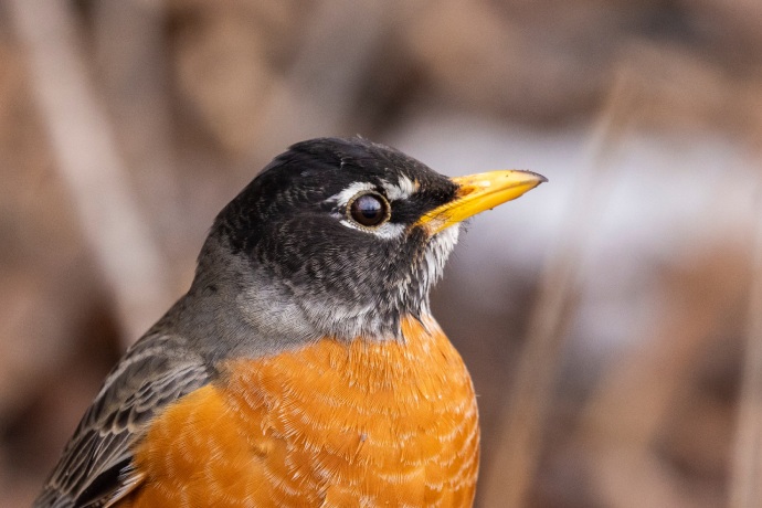 A close-up profile of a bird with a red chest, brown head, and yellow beak.