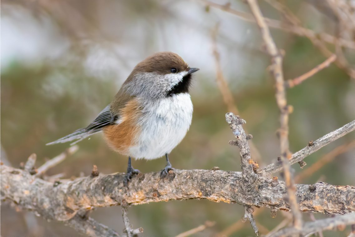 Un petit oiseau au plumage gris et cuivré perché dans un arbre.