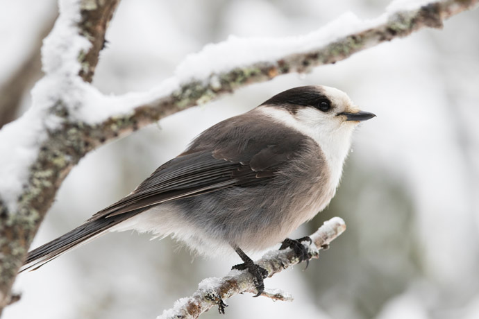 Un oiseau au plumage gris et blanc perché sur la branche d’un arbre à feuillage persistant en hiver.