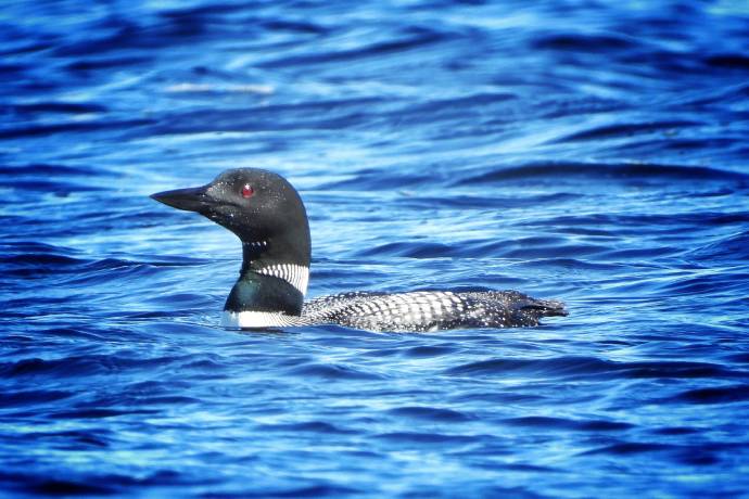 Un oiseau au plumage noir et blanc nage dans l'eau bleu foncé.