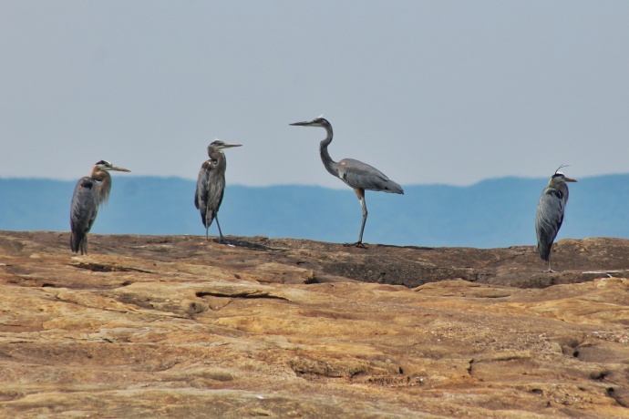 Large birds with long necks and legs stand on the shore.