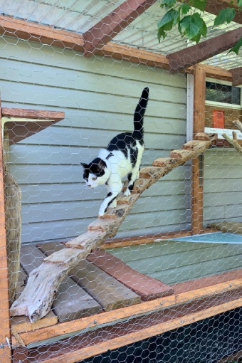 Une chatte au pelage noir et blanc descend une planche côtelée dans un espace cloisonné.