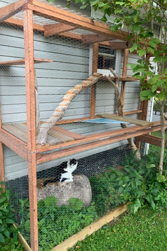 The white and black cat sits and watches from within its multi-level enclosure.
