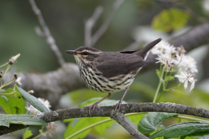 Un oiseau à petit bec et à poitrine tachetée perché sur une branche, le bec ouvert.