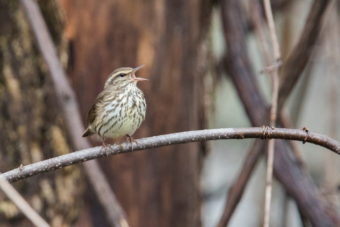 A bird with a short beak and spotted belly stands perched on a branch.