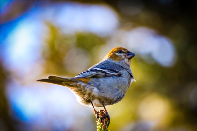 Un oiseau au plumage gris perché sur la branche d’un arbre à feuillage persistant en hiver.