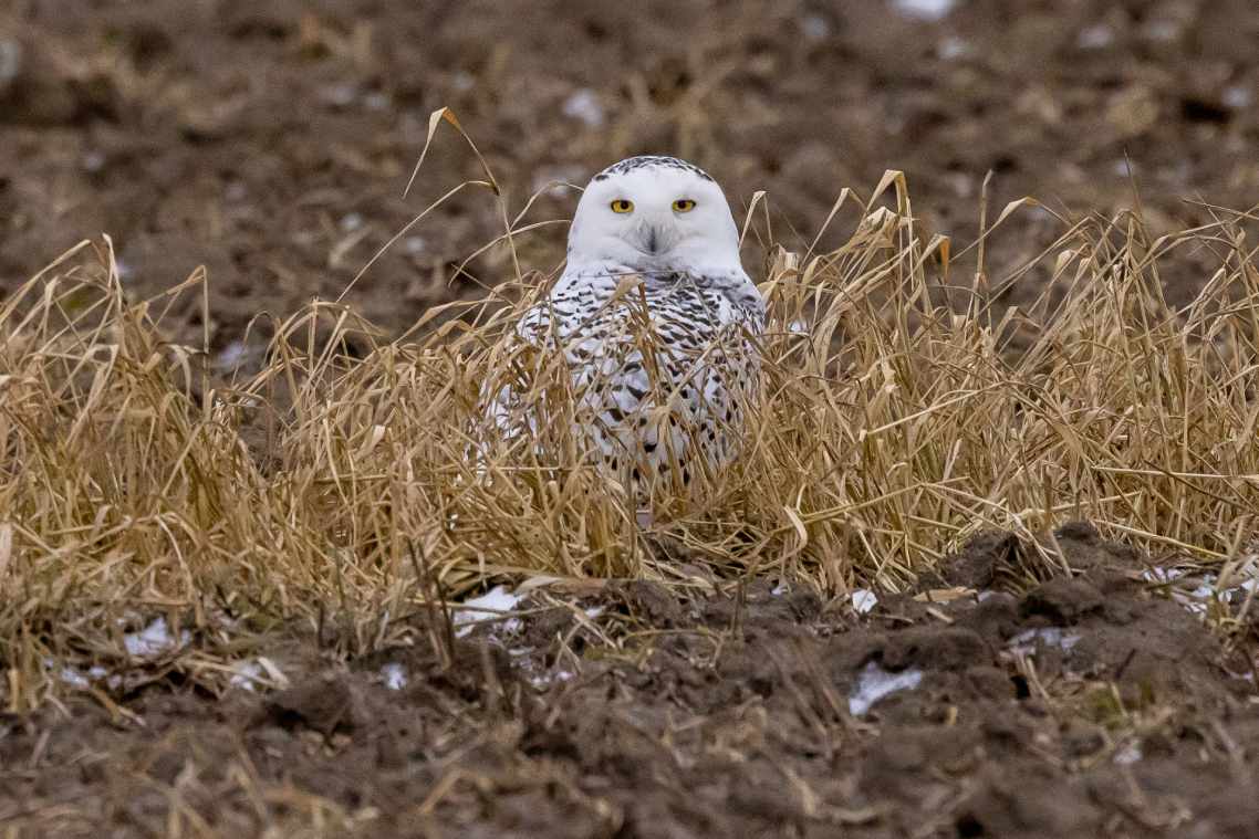 A white owl with yellow eyes and spotted plumage hides on the ground among dried grass.
