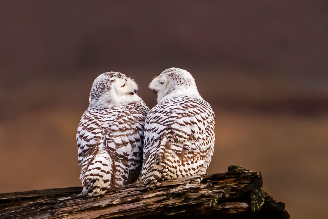 Two white and brown spotted owls stand on a log while sharing a gaze.