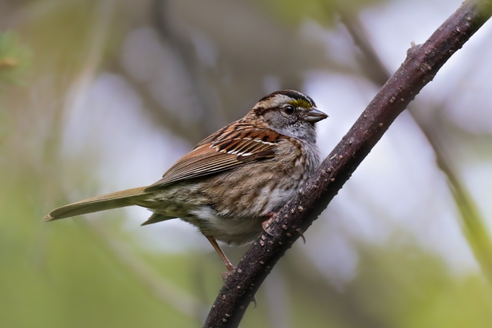 Un petit oiseau au plumage marqué de rayures brunes et noires et d’une petite tache jaune au visage se tient sur une branche.