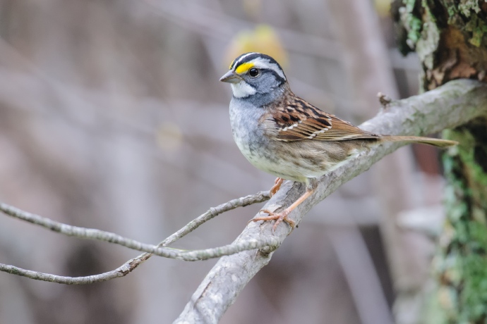 Un petit oiseau au plumage marqué de rayures brunes et noires se tient sur une branche.