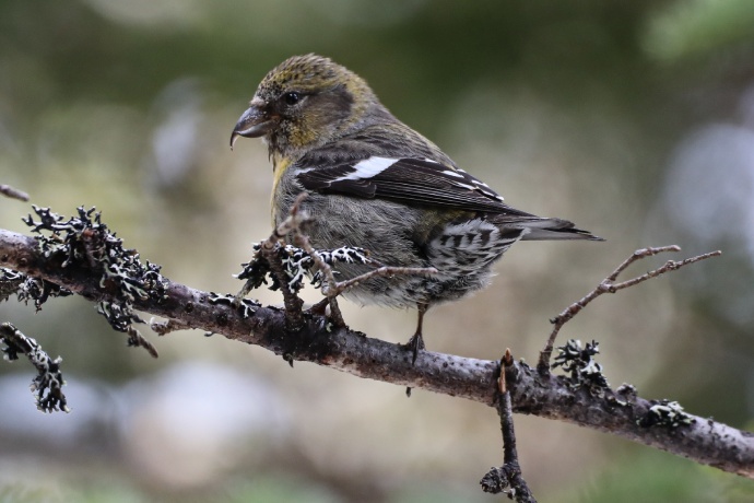 A brown and yellow bird with brown and white wings and a curved beak is perched on a branch.