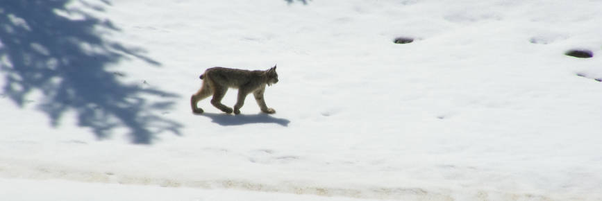 Lynx en hiver.