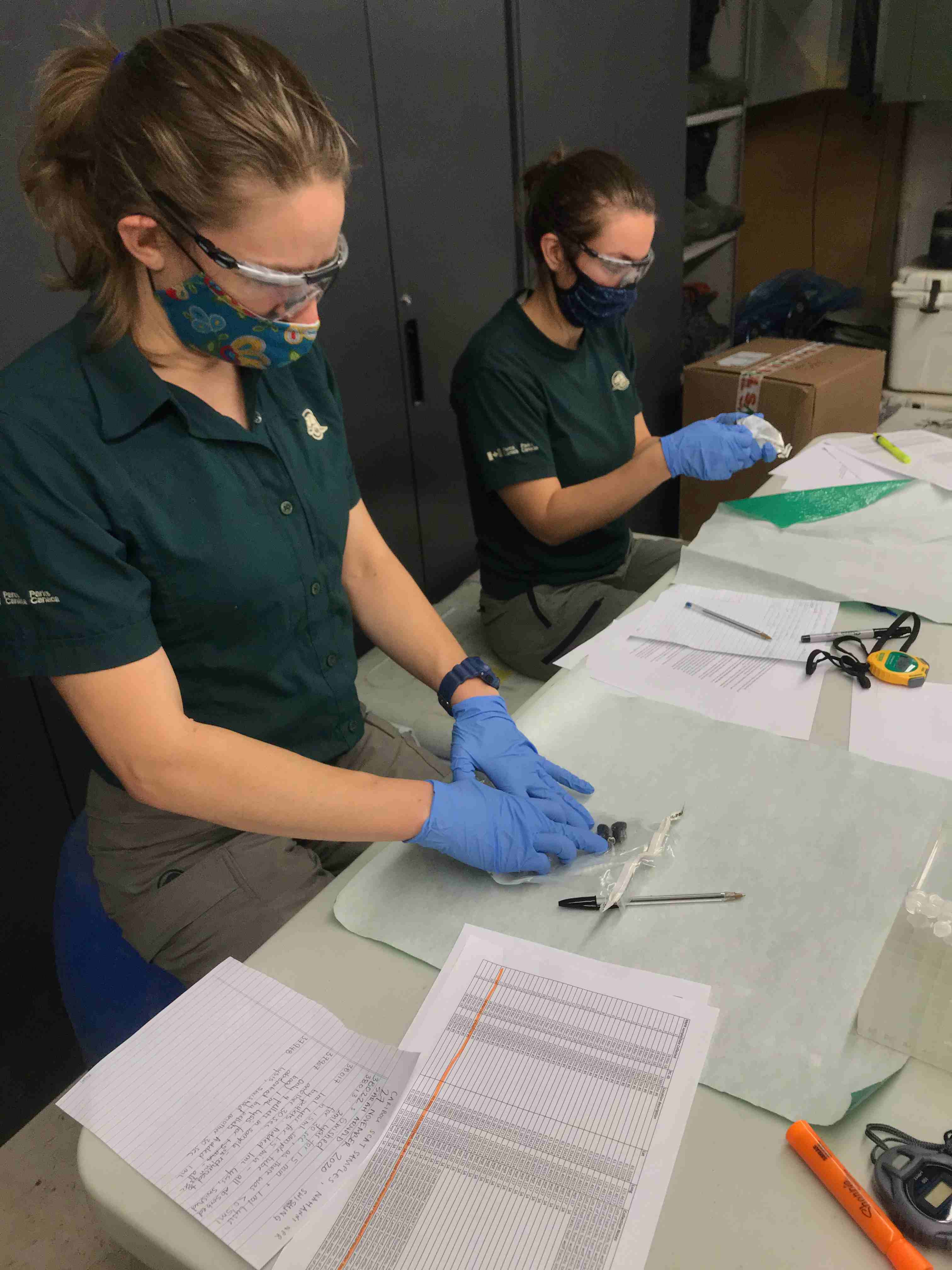 Two Parks Canada staff processes scat samples on a table with papers, pens, and measuring devices