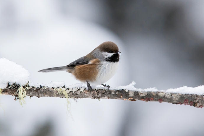 Un petit oiseau dodu est perché sur une branche couverte de neige sur laquelle pousse du lichen.