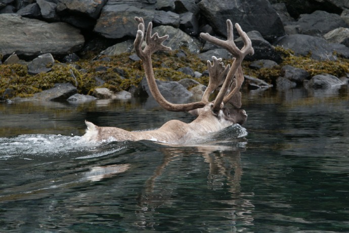 A close up of a caribou swimming through a bay toward algae covered rocks.