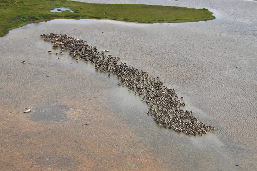 
Vue aérienne d'un grand troupeau de caribous traversant un plan d'eau encore plus grand en direction de la terre.