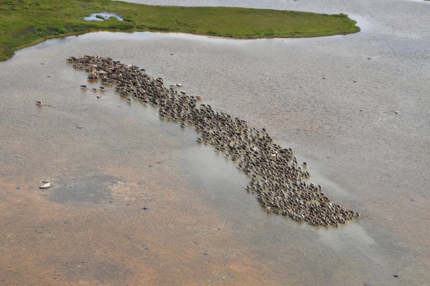 An aerial view of a large herd of caribou crossing an even larger body of water toward land.