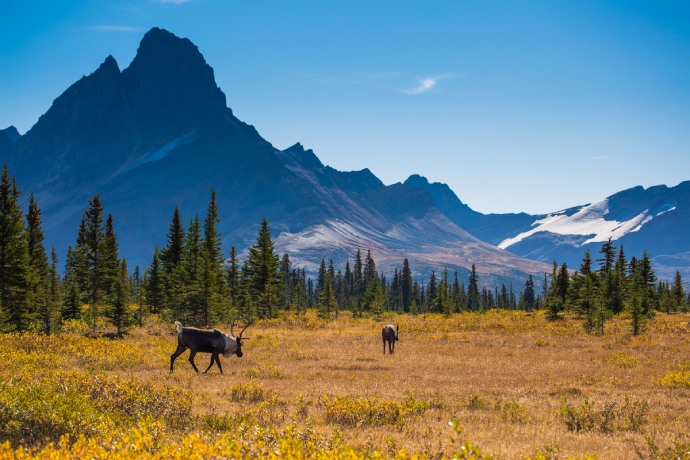 Deux caribous marchent dans une vallée herbeuse avec des arbres à feuilles persistantes et de grandes montagnes en arrière-plan.