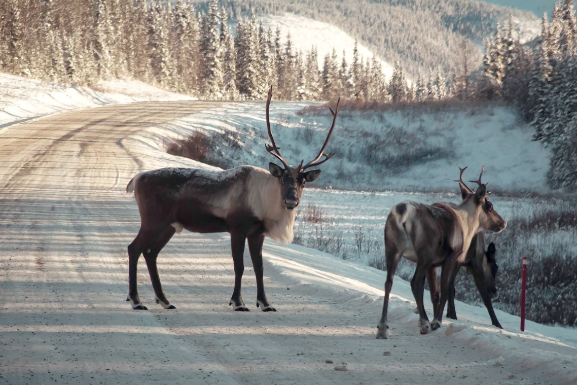 One caribou stands on a wintry road while another is walking off the road.