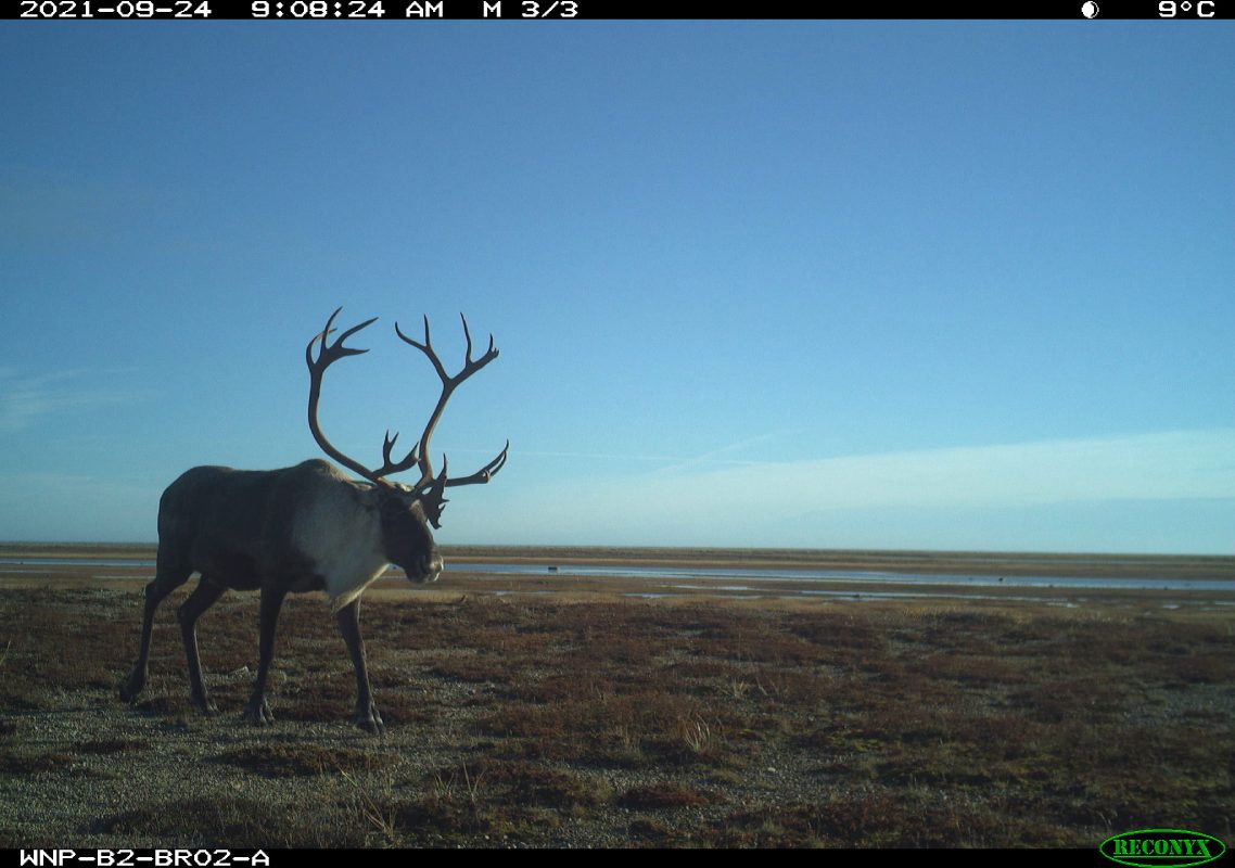 Un caribou est filmé par une caméra de suivi. La date, l’heure, la température et le nom du parc sont affichés en haut et en bas de l’image.