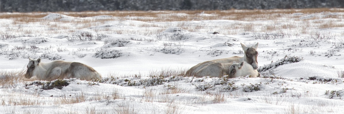 Trois caribous sont couchés dans la neige, deux sont blottis l’un contre l’autre.