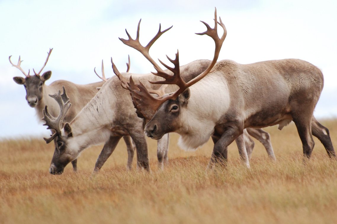 A close up of three caribou walking through a grassy area.