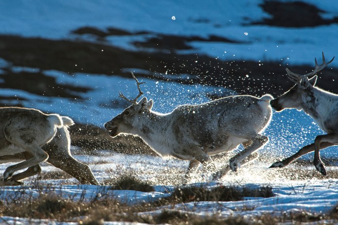 Gros plan de quatre caribous chargeant dans l’eau sur un paysage partiellement enneigé.