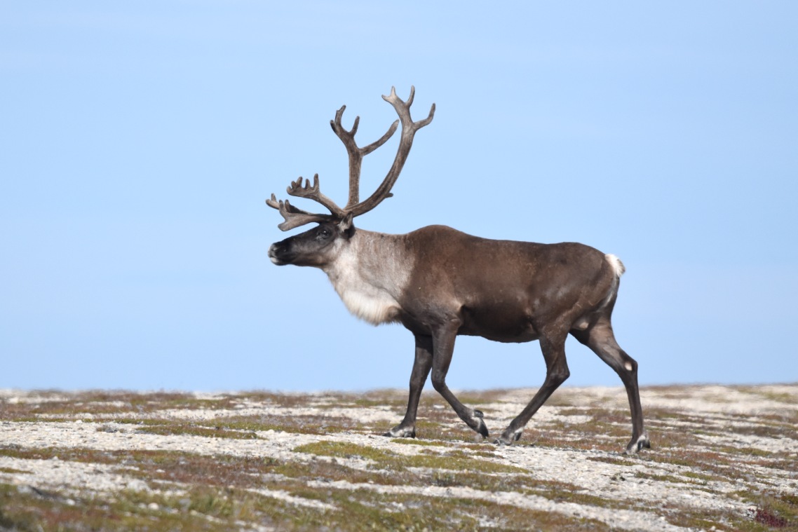 A close up of a caribou walking along a beach ridge.