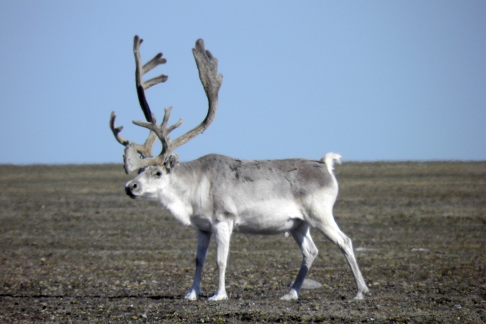 Un caribou se tient seul debout dans un paysage de toundra.