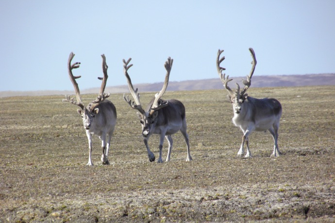 Une mère caribou avec de petits bois et son petit avec des bois encore plus petits marchent vers la caméra dans un paysage de toundra arbustive.