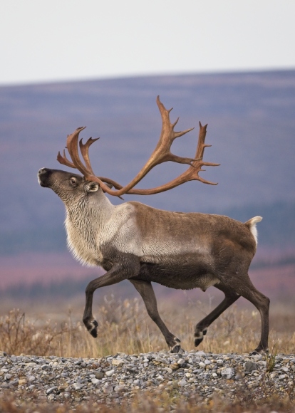 Gros plan d’un caribou se pavanant sur une zone de cailloux avec des herbes et une grande colline en arrière-plan.