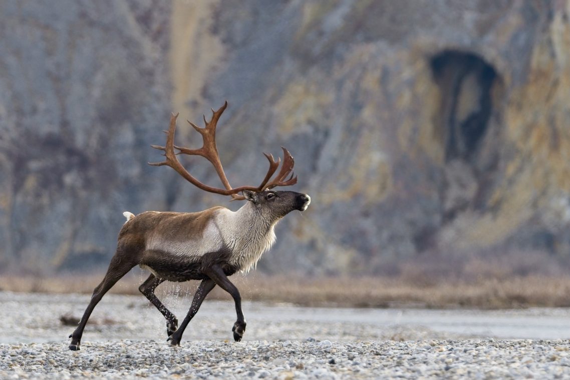 Un caribou se pavane sur un rivage de galets avec, en arrière-plan, un flanc de montagne à face plate.