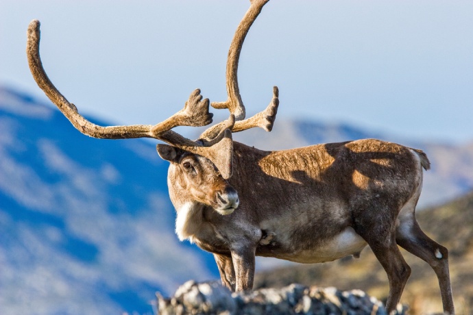 Un caribou aux grands bois se tient debout, la tête tournée sur le côté.