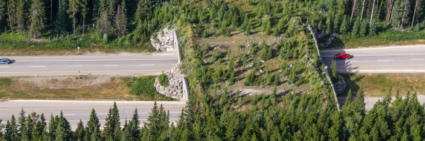Wildlife overpass at Banff National Park