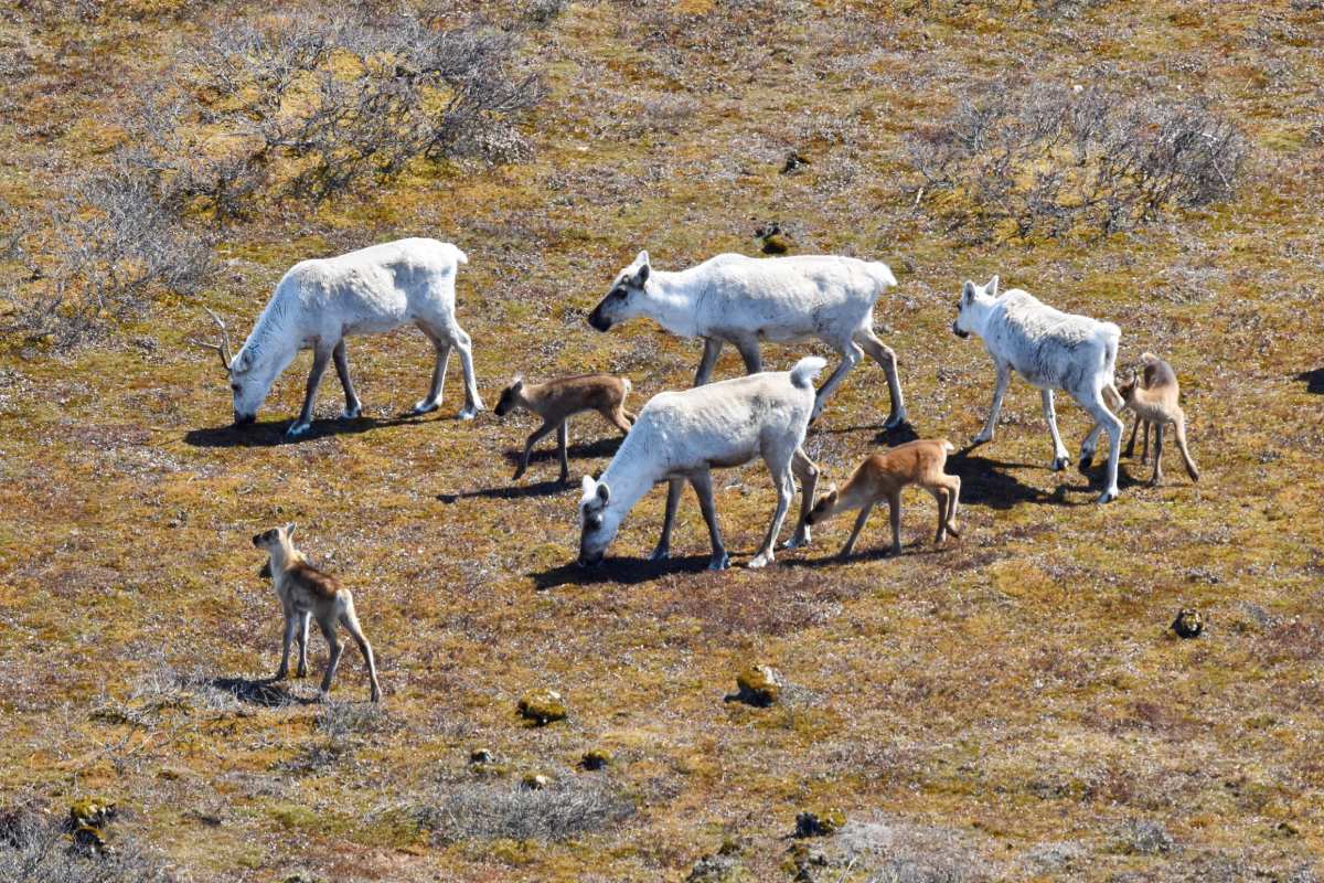 An aerial view of 4 white adult caribou among 4 brown calves.